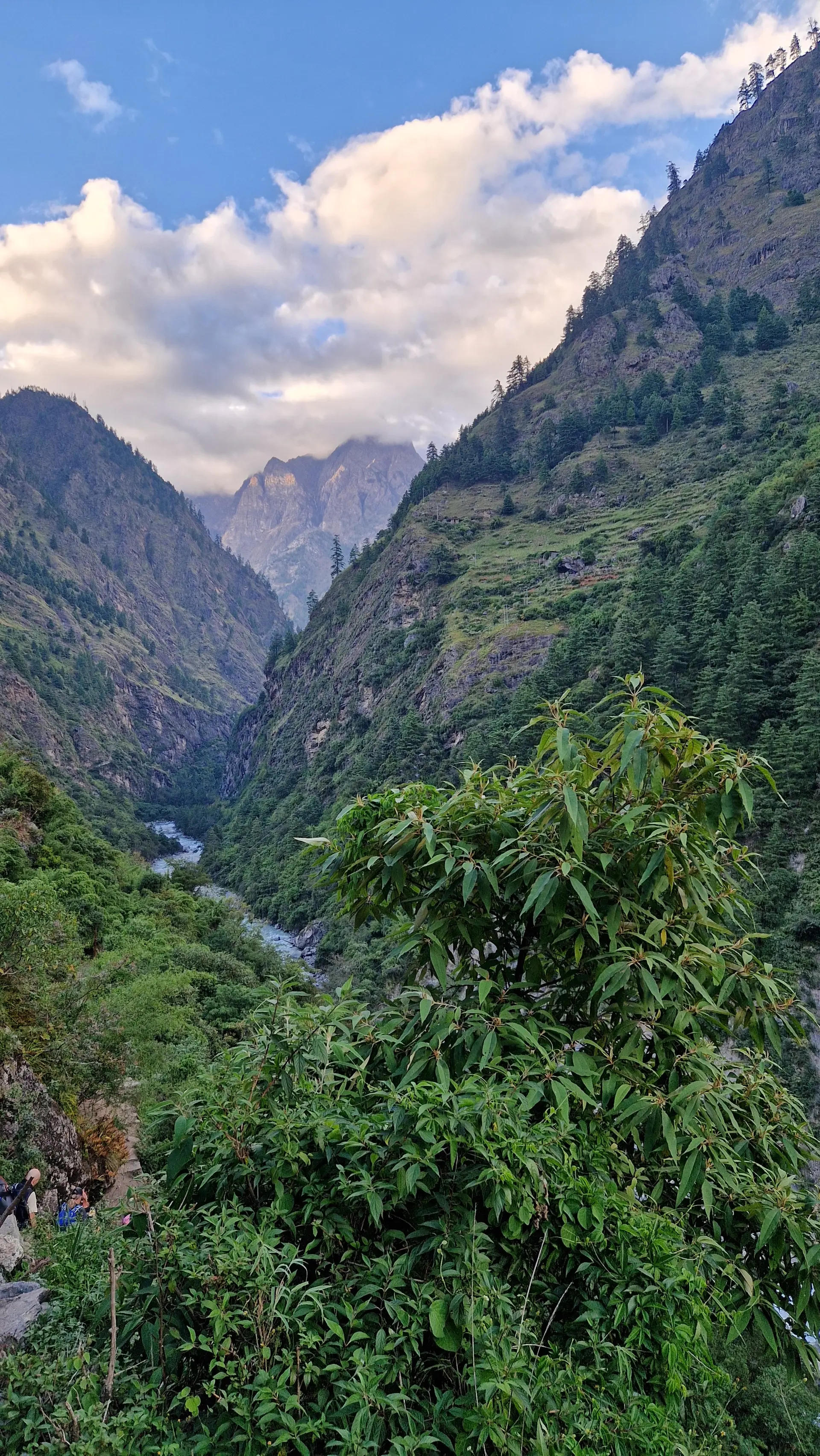 suptropische Vegetation | © Marit Möhwald