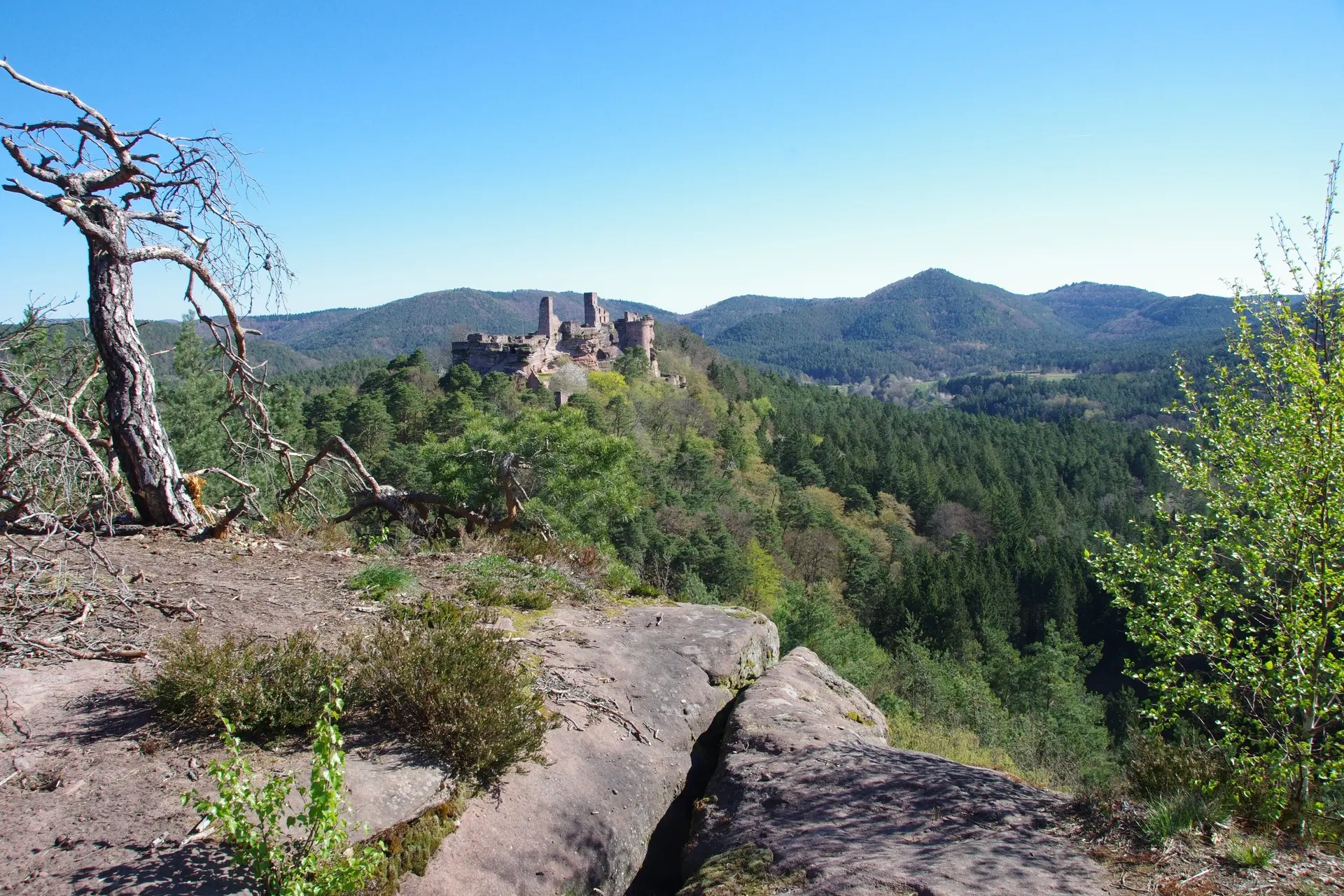 Pfälzer Wald | © Toni Putz