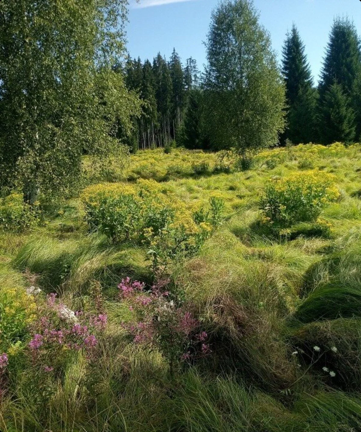 Moldauauen | © Hans Grüneißl