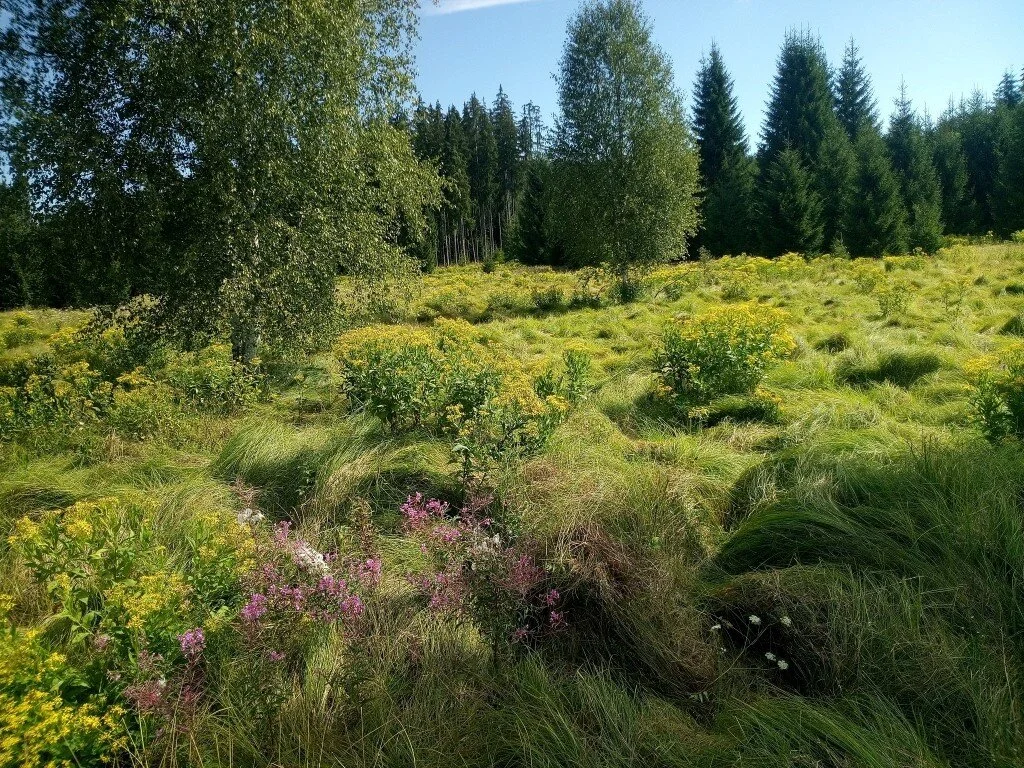 Moldauauen | © Hans Grüneißl