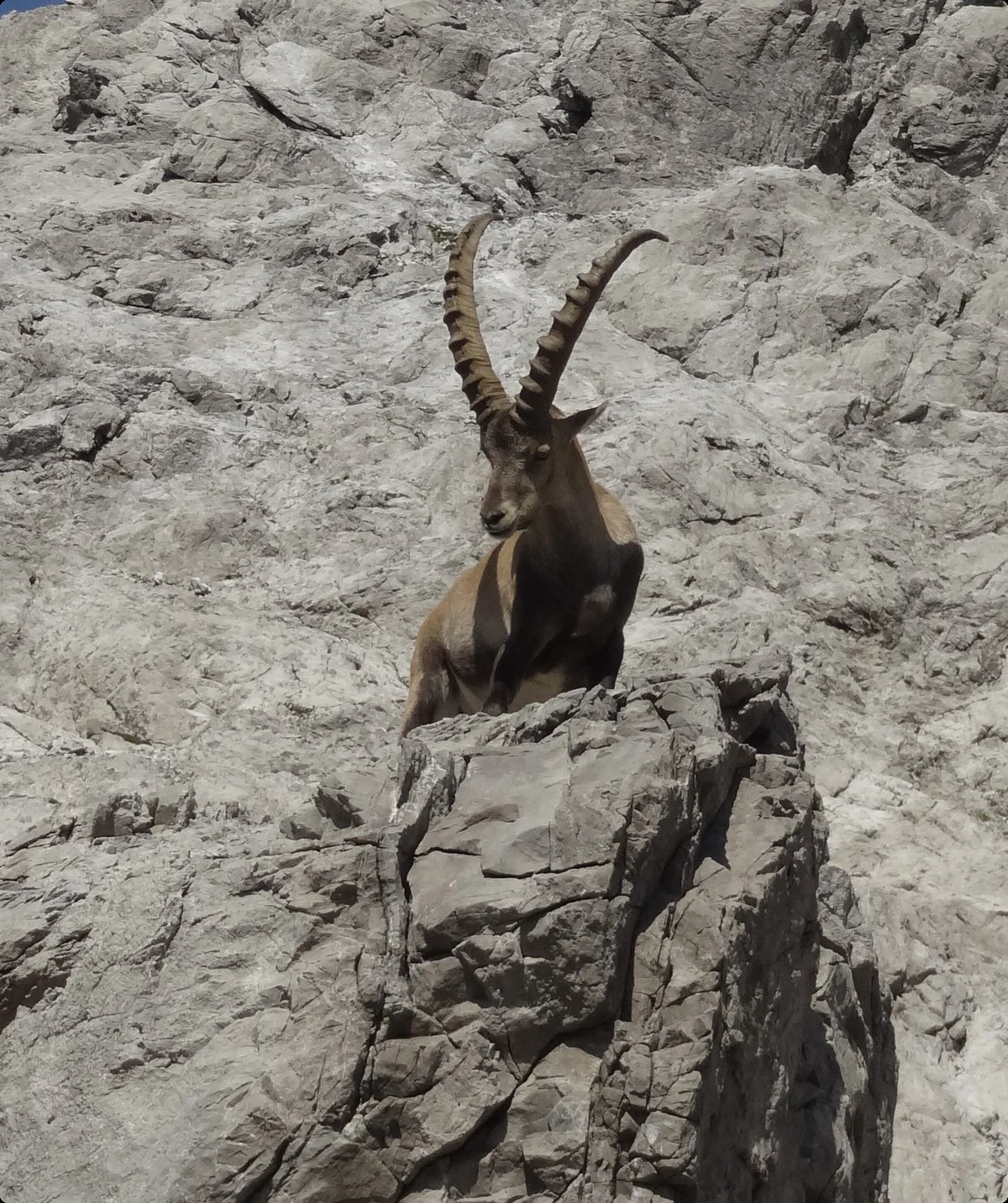 Steinbock am Heilbronner Weg | © Joachim Hofmann