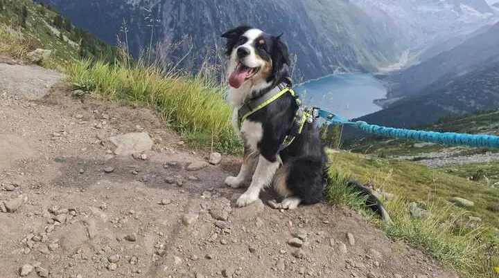 Hunderunde | © Sonja Hannig
