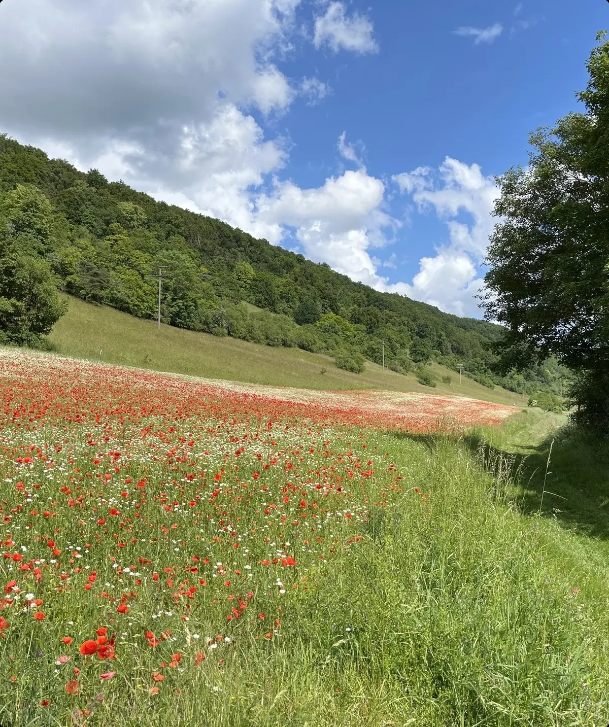 Wiese mit Klatschmohn | © Petra Alzer