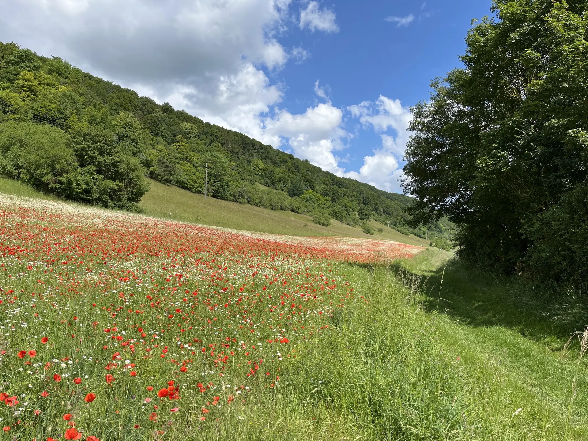Wiese mit Klatschmohn | © Petra Alzer