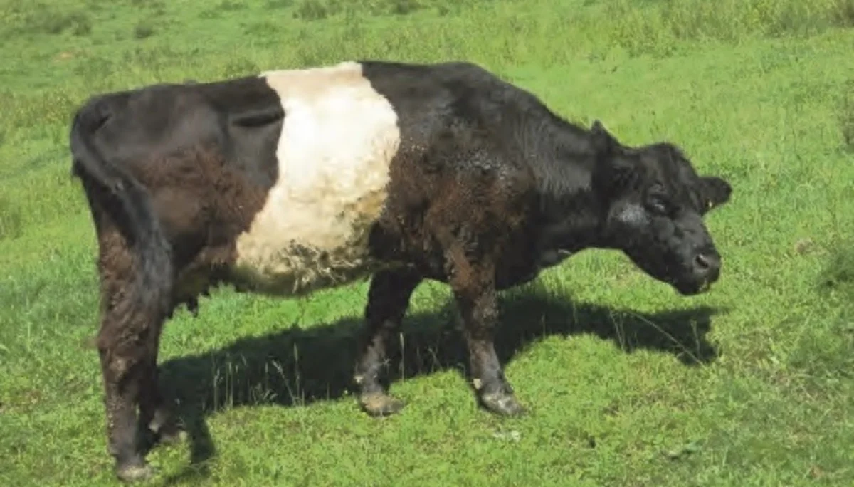 Hausrunde Lauterbach: über Stege und Bäche | © Simone Zeiler
