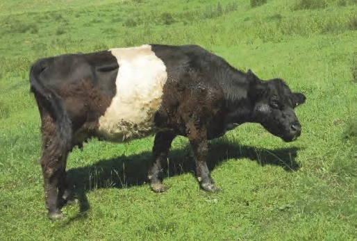 Hausrunde Lauterbach: über Stege und Bäche | © Simone Zeiler