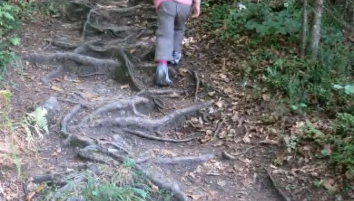 Spannende, wurzelige Wege. | © Simone Zeiler