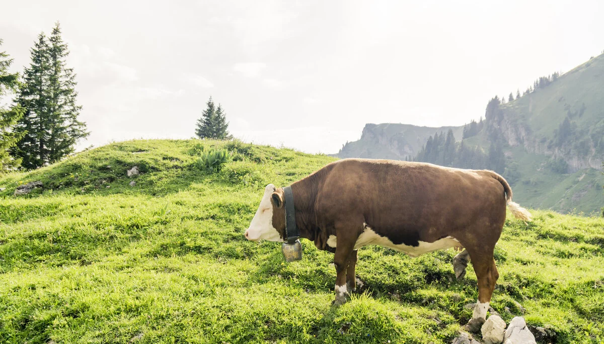 Eine Kuh auf einer Bergalm | © DAV/Hans Herbig